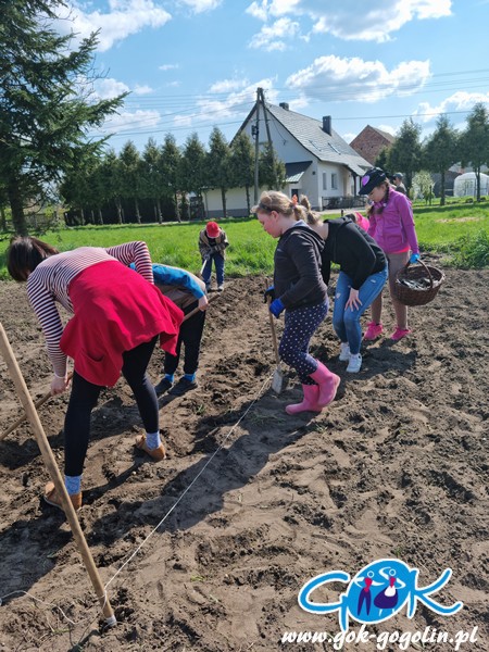 Obrowiec: Sadzenie ziemniaków